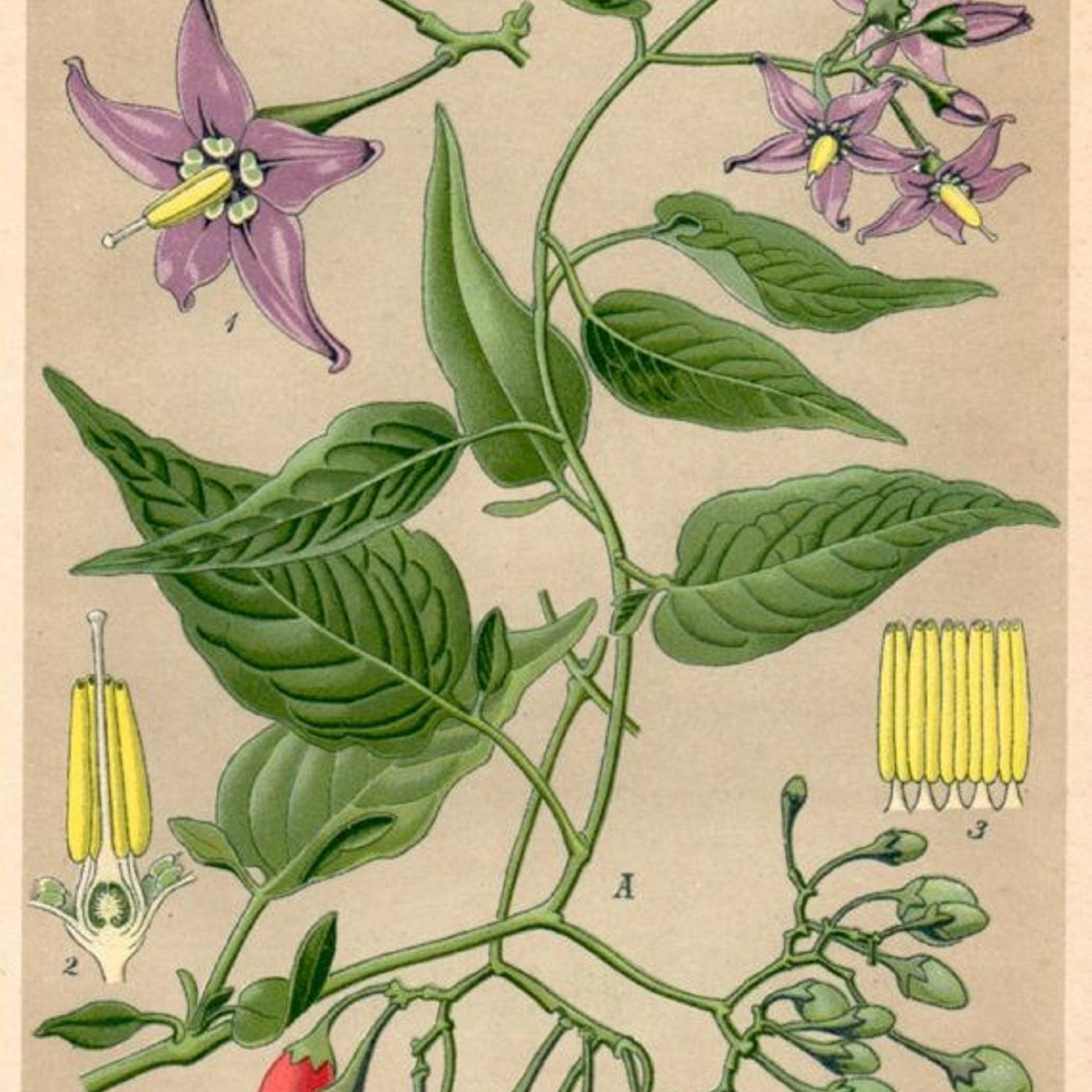 Show 269: Supplejack, Trumpet Vine and Bittersweet