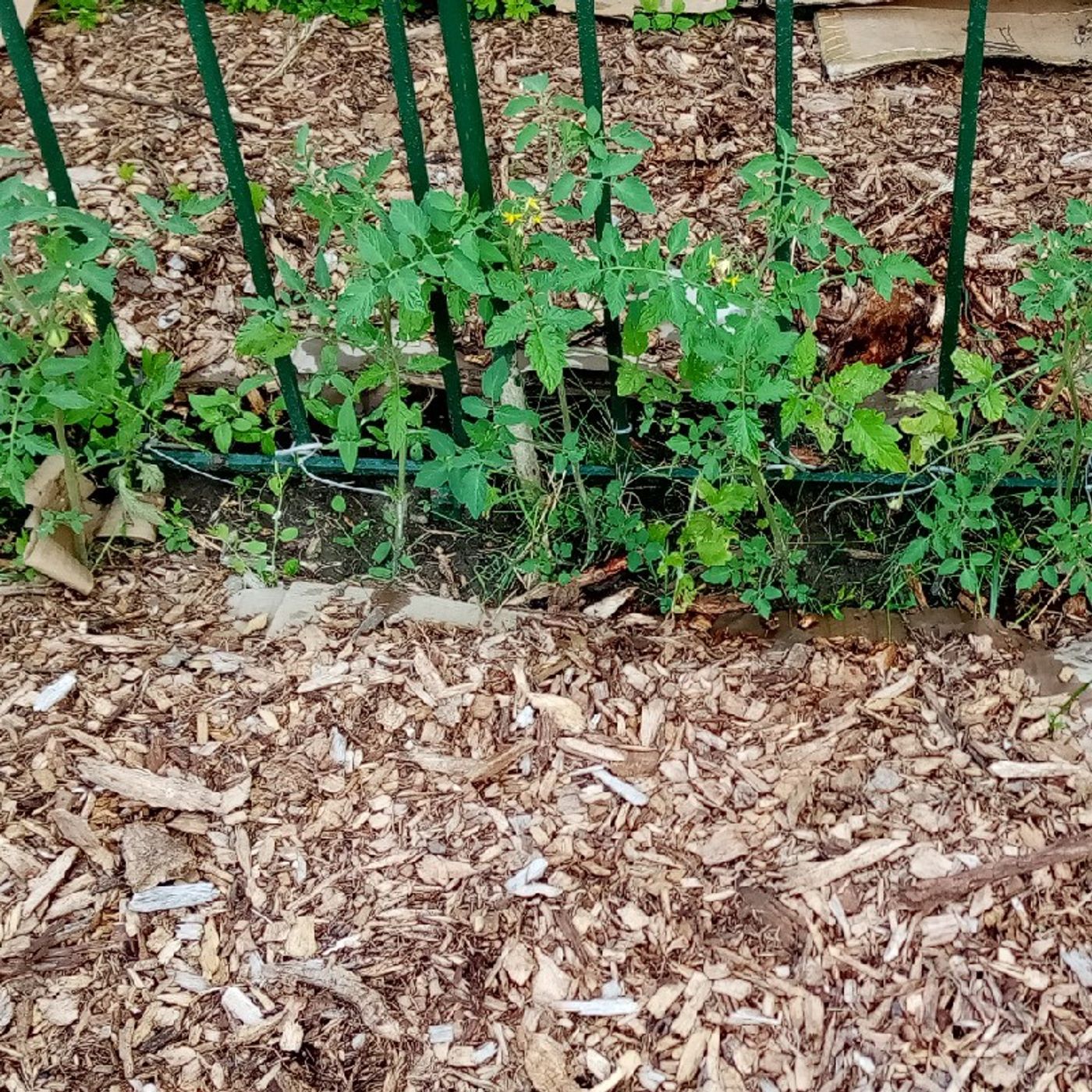 Tomato plants episode artwork