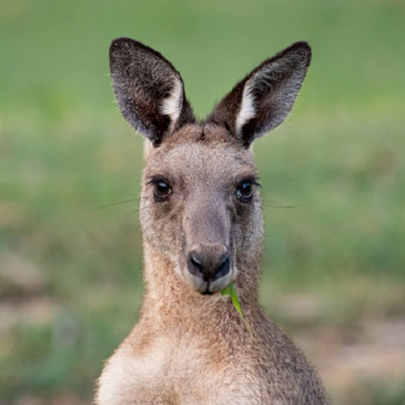 (Joke of the Day) Steve's cousin buys a talented kangaroo! episode artwork