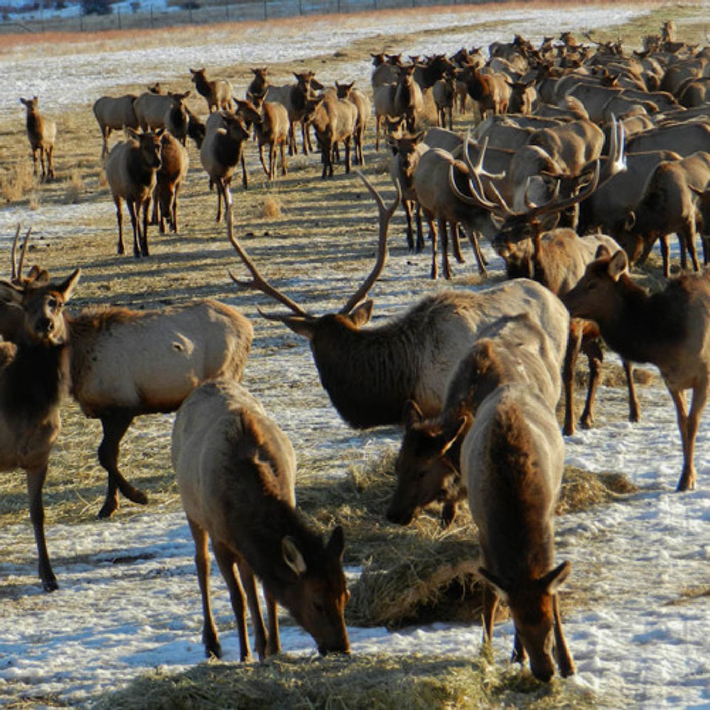 Ringing The Dinner Bell For Wintering Elk episode artwork