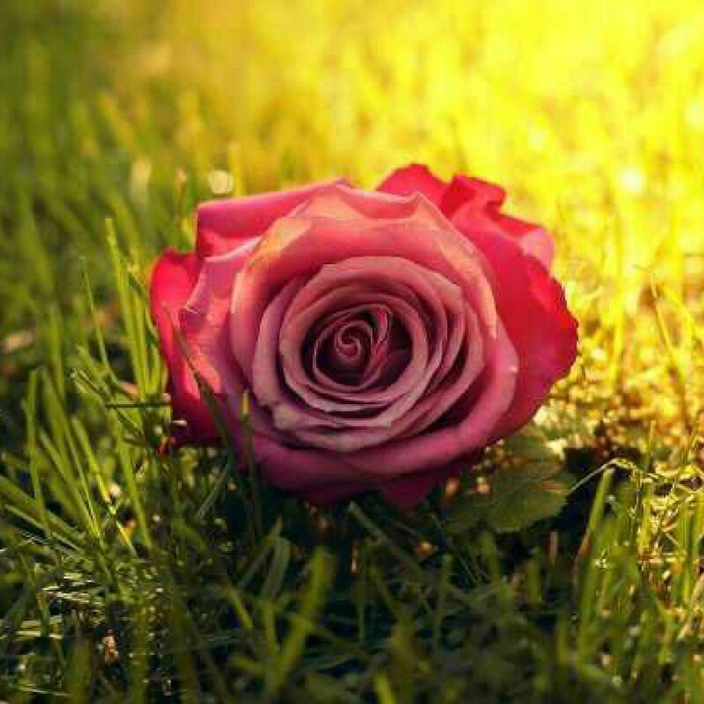 Shabbir Ahmed\'s show