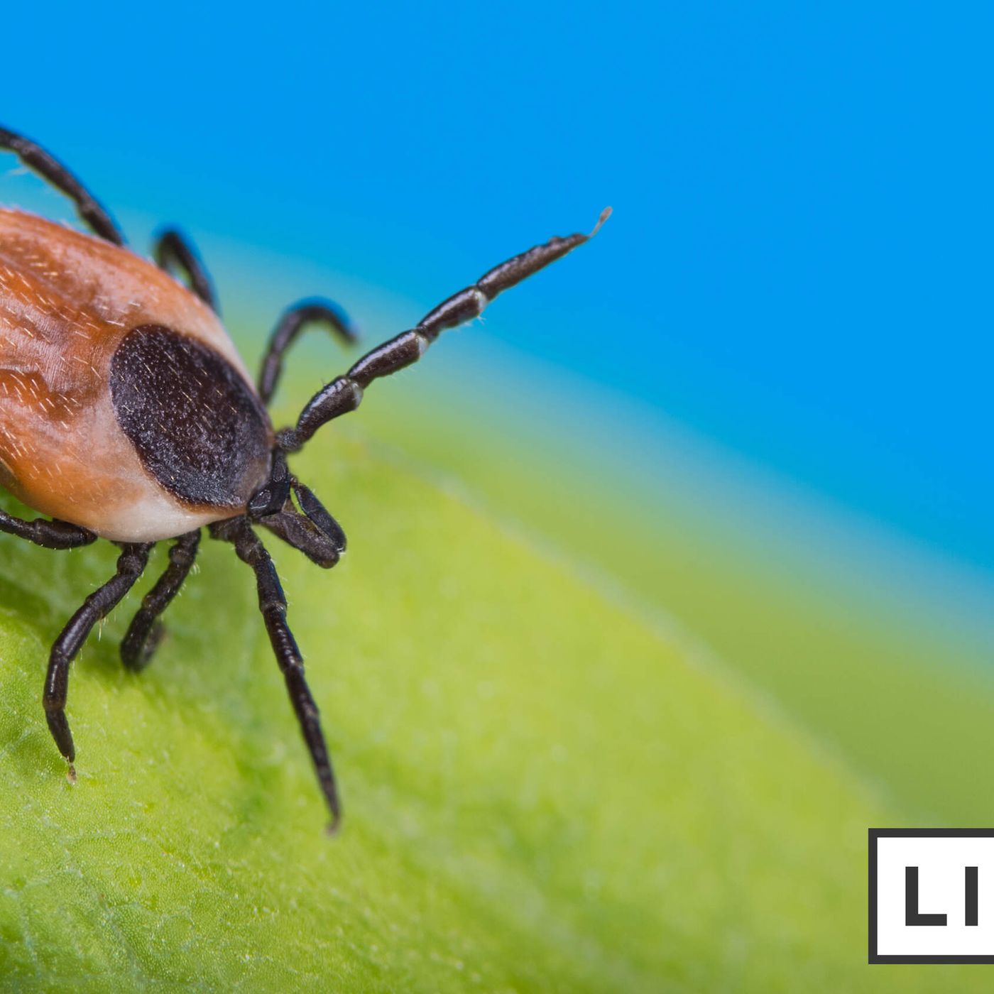 It's tick season. Here's how to protect yourself. episode artwork