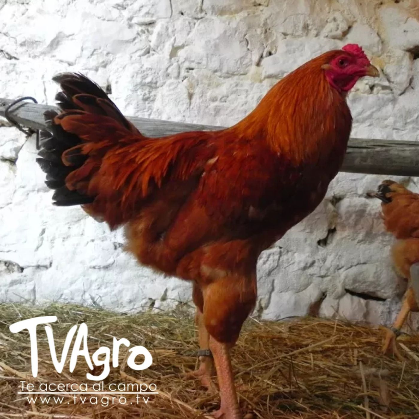 TV AGRO