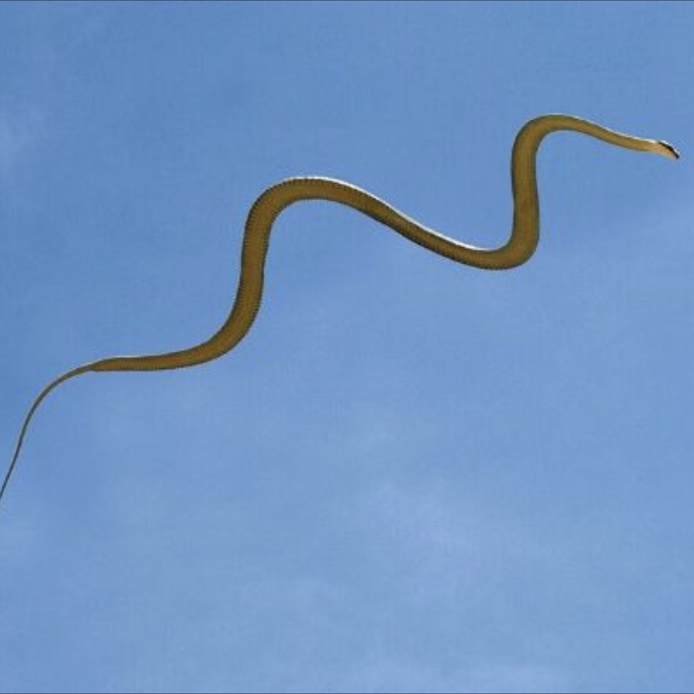 SuperQUACK.IlPodcast   Scienza Cultura Umanità