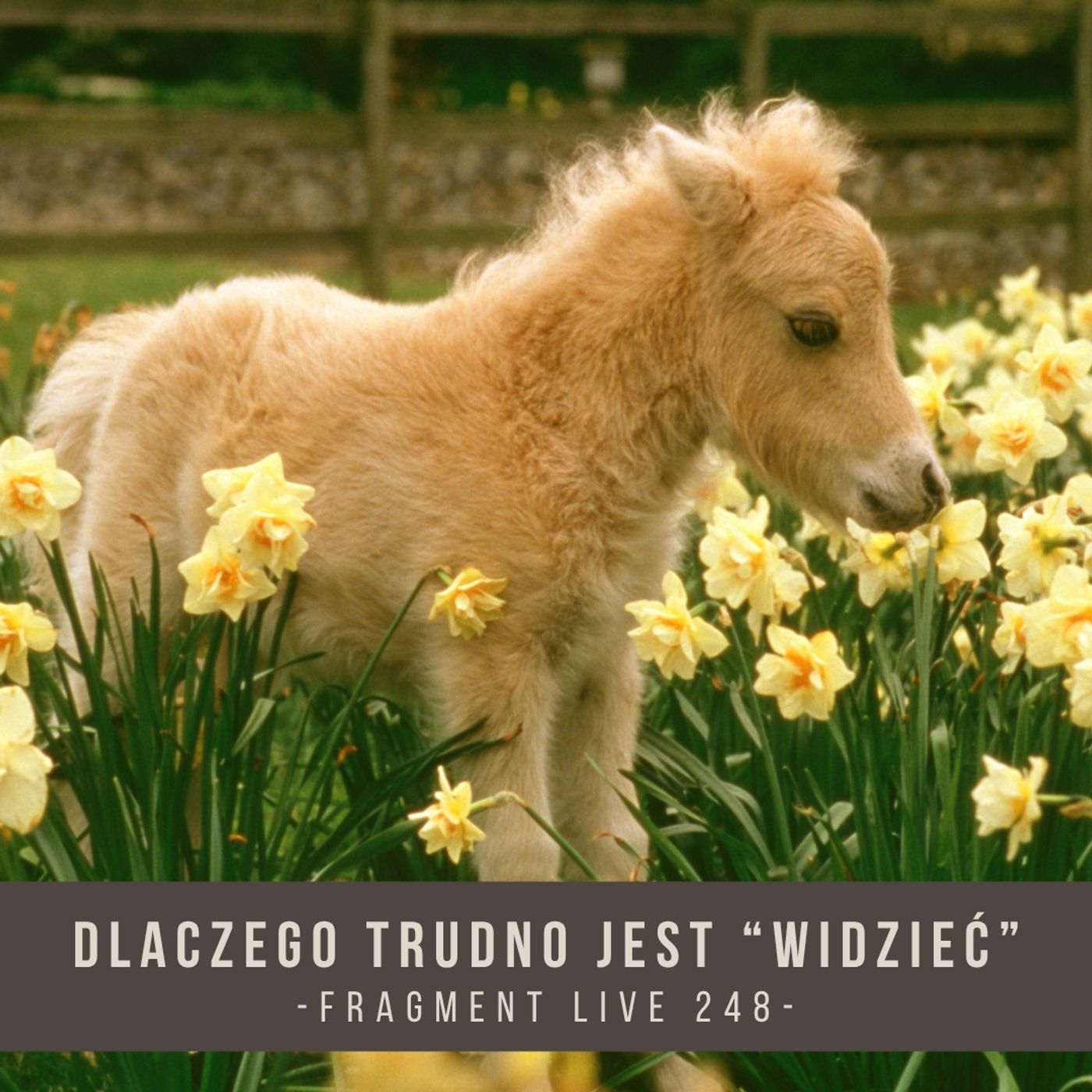 Dlaczego trudno jest widzieć - fragment live 248