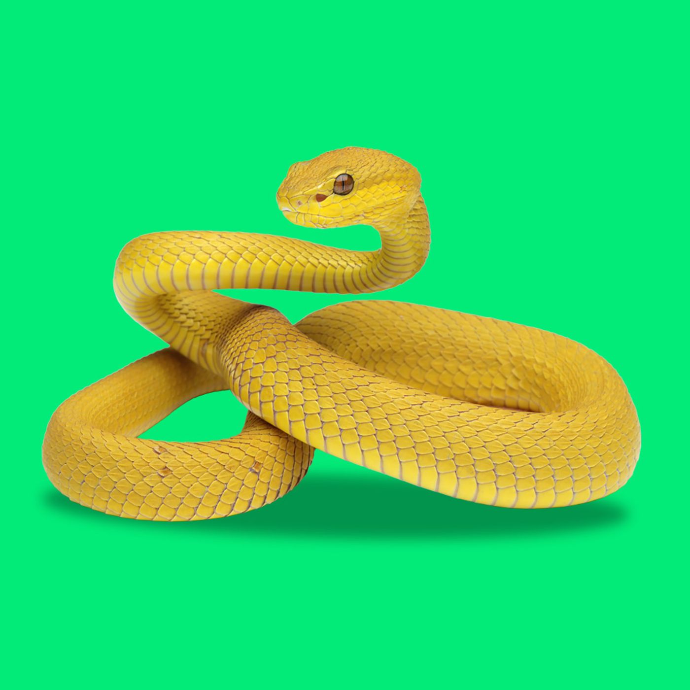 Kampen mod slangebid