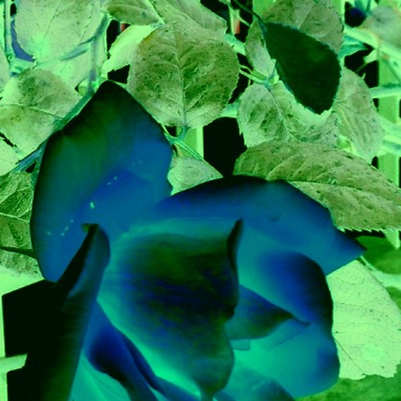 Tracce di Domenico Tota