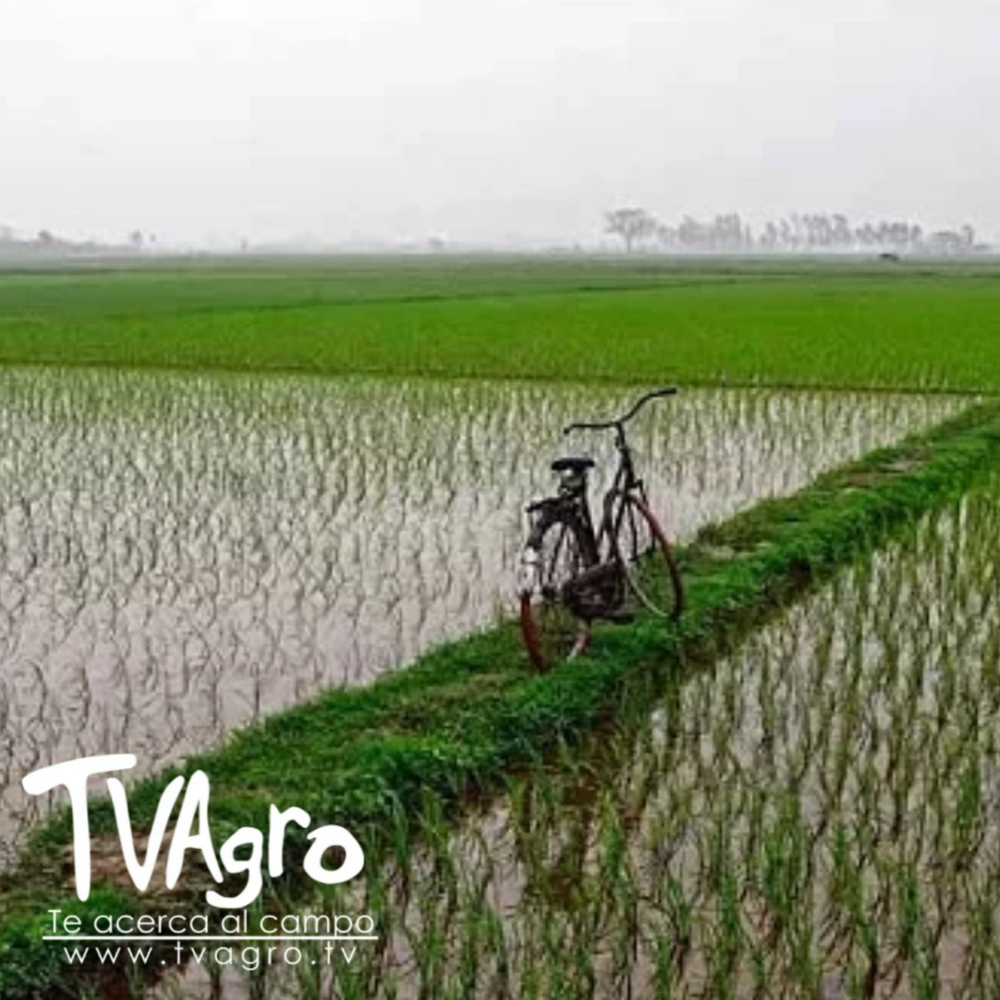 TV AGRO