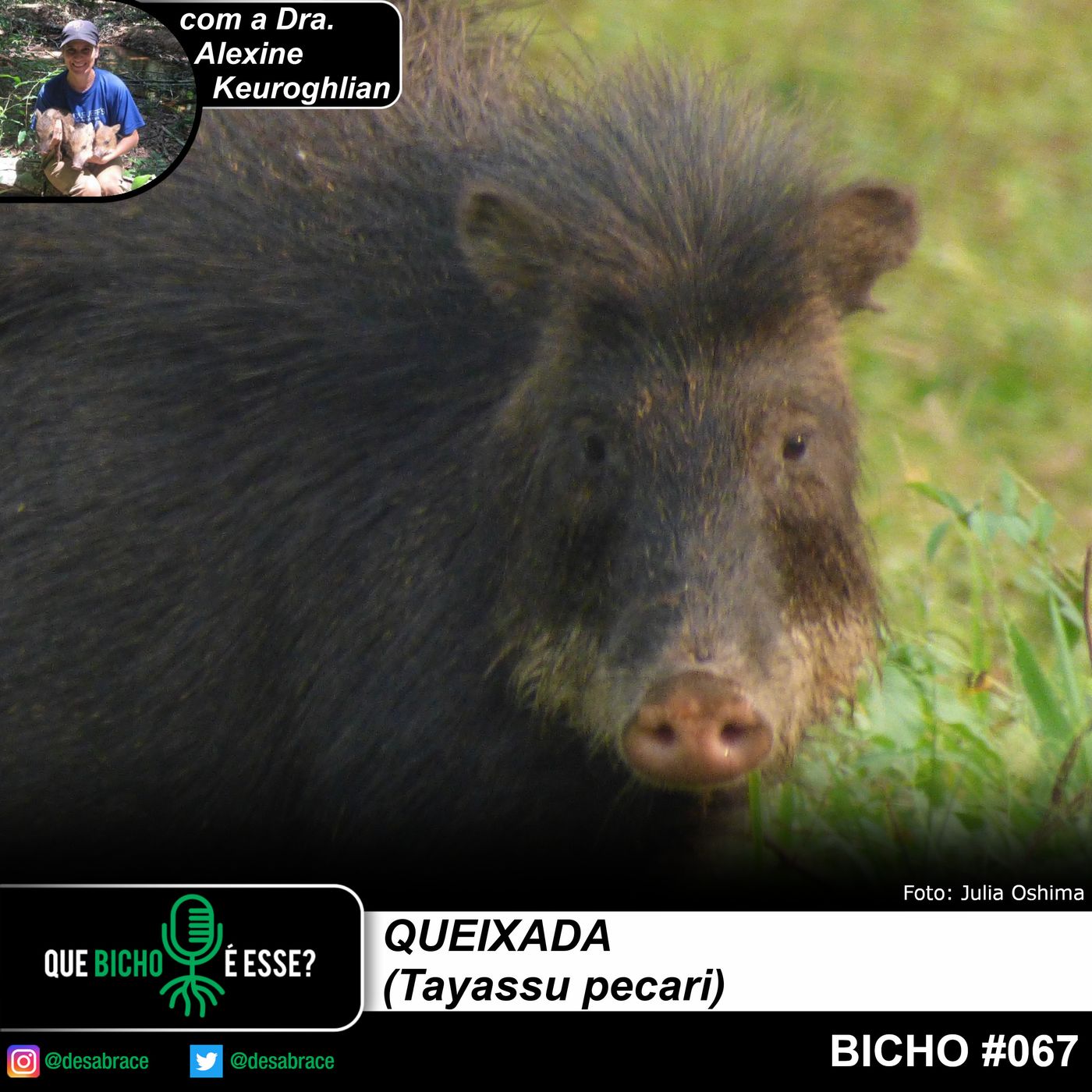 DesAbraçando Árvores