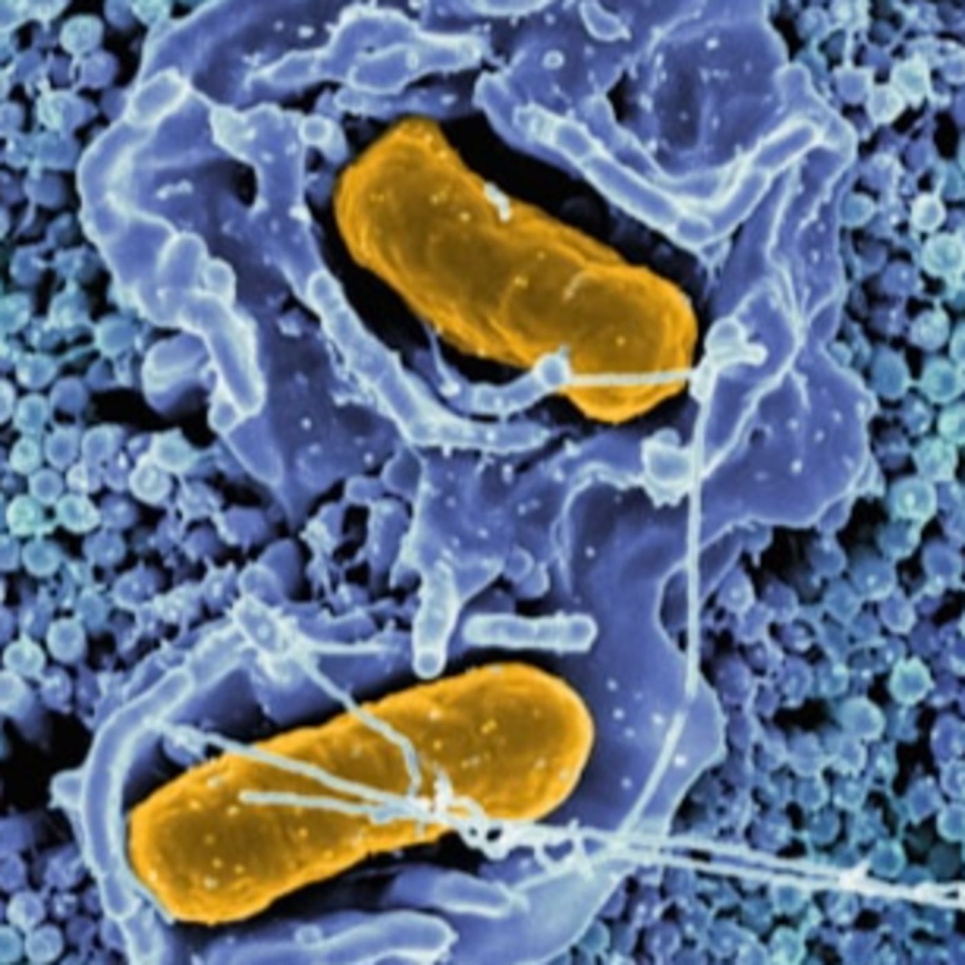 Bioavailable Vitamins From Microbes and Lichen EP176 episode artwork