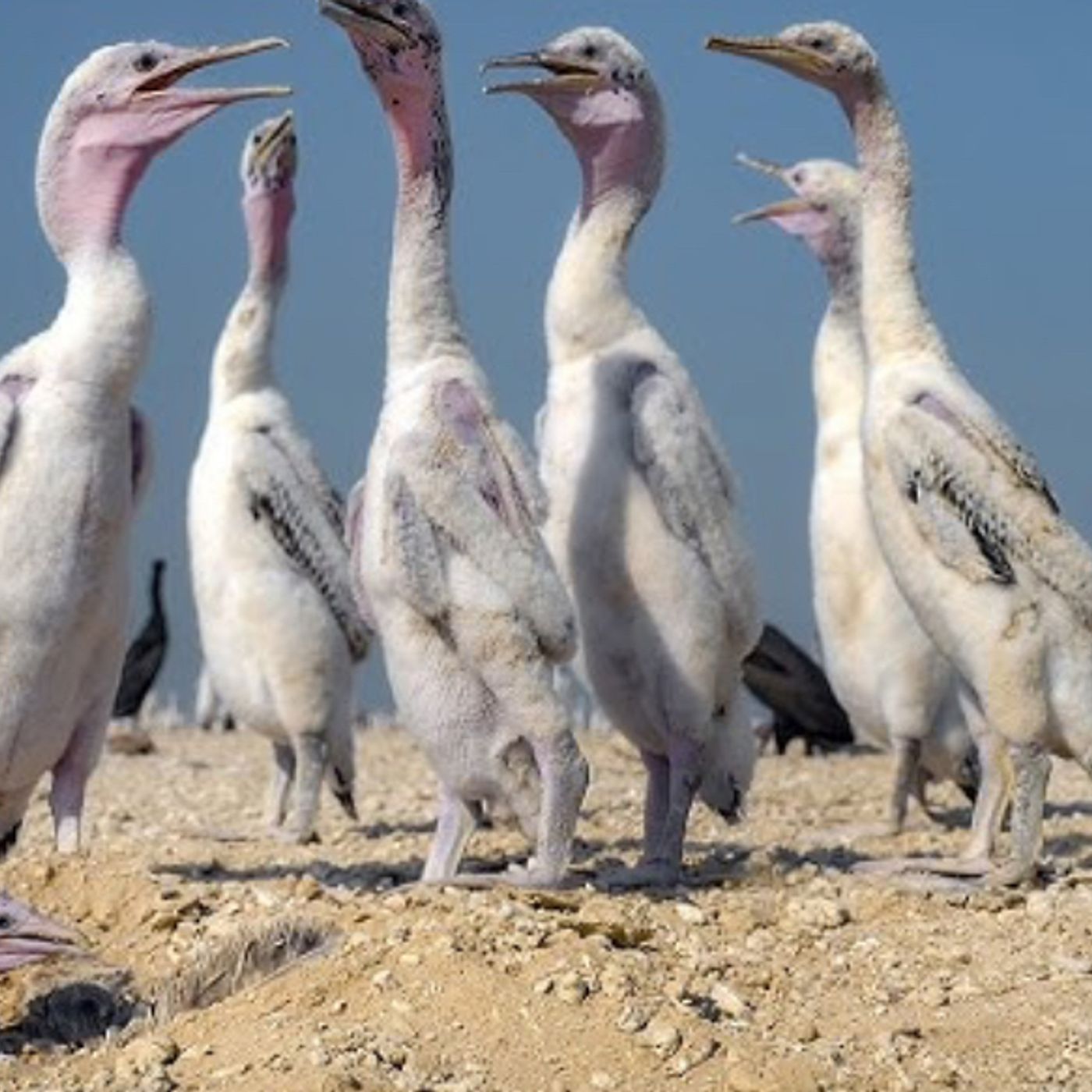 S50E16: What Does February The 14 Celebration Of Love Day Have In Common With Birds