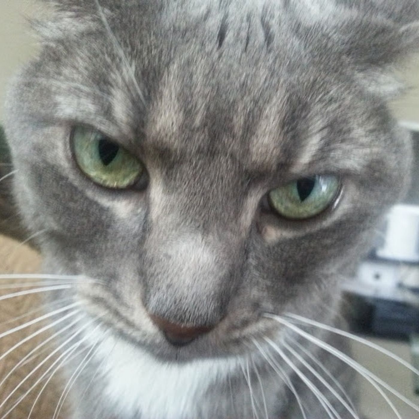 Cassandra Granados\'s tracks