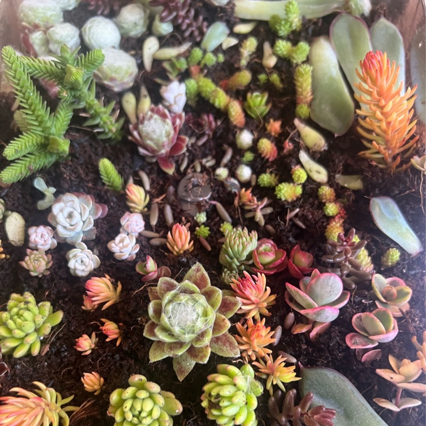 Episode 273 - Begonia fungus, rando propagation, and quick hoya info!