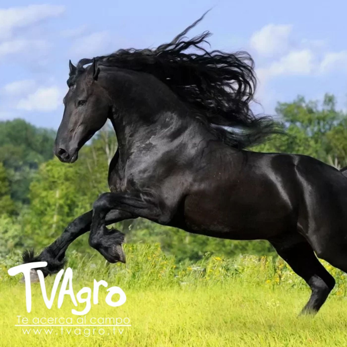 TV AGRO