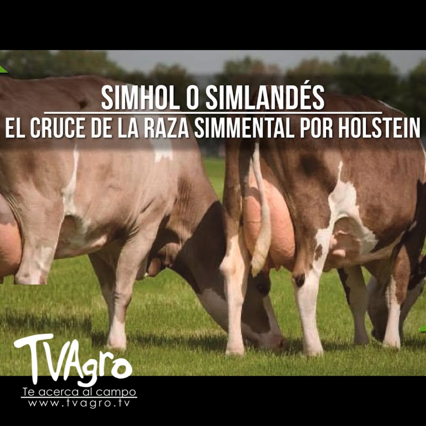 TV AGRO