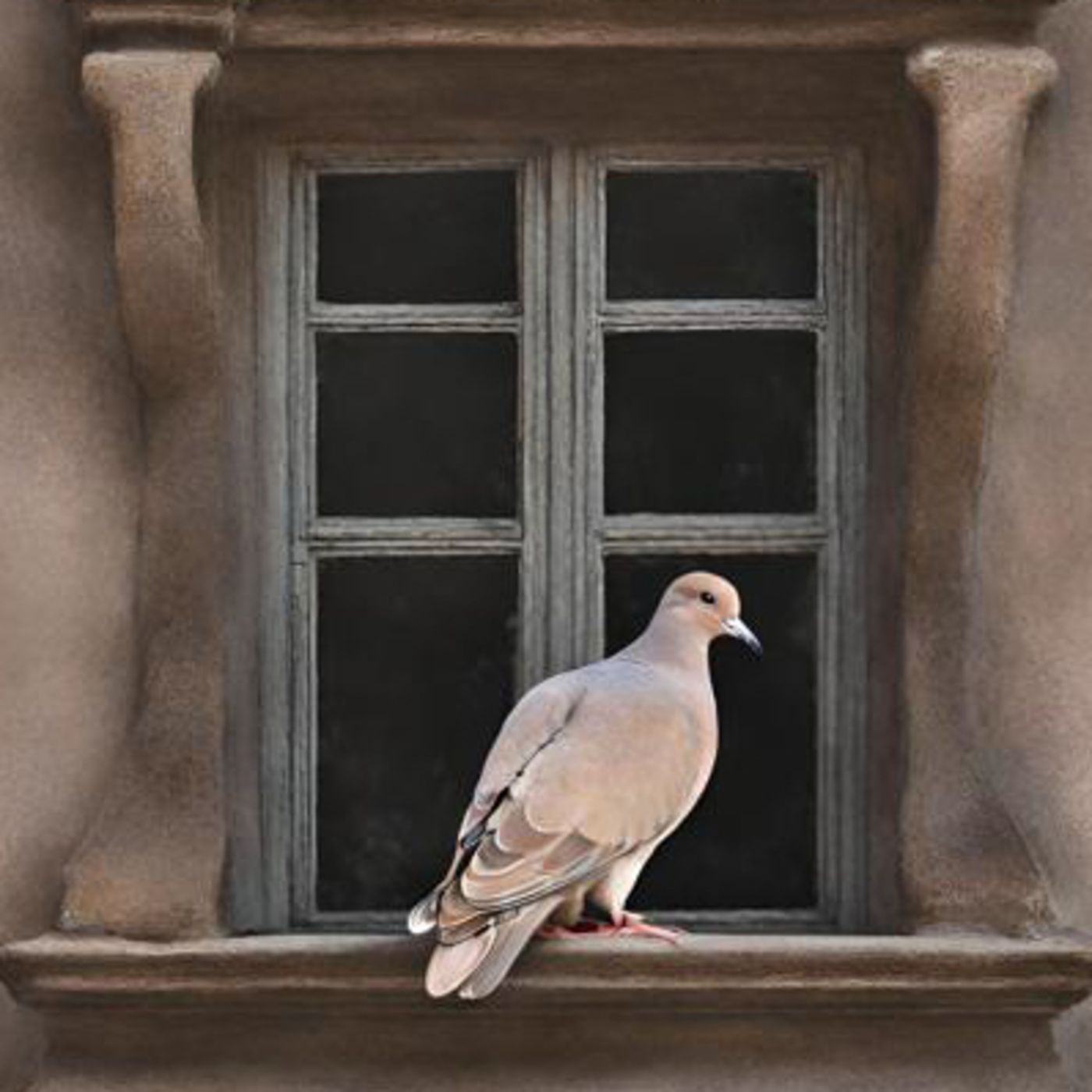 La paloma dormilona en las fallas