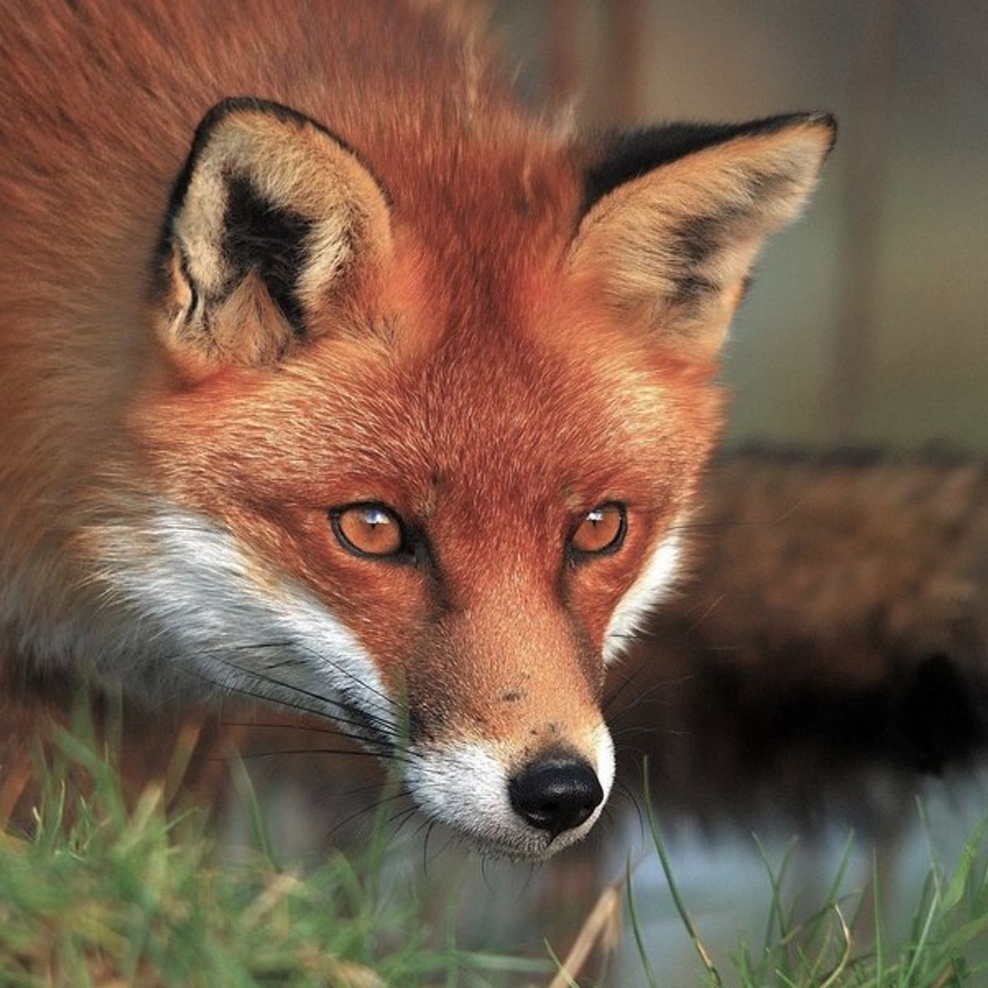 Best of - Storie di Natale ISMR