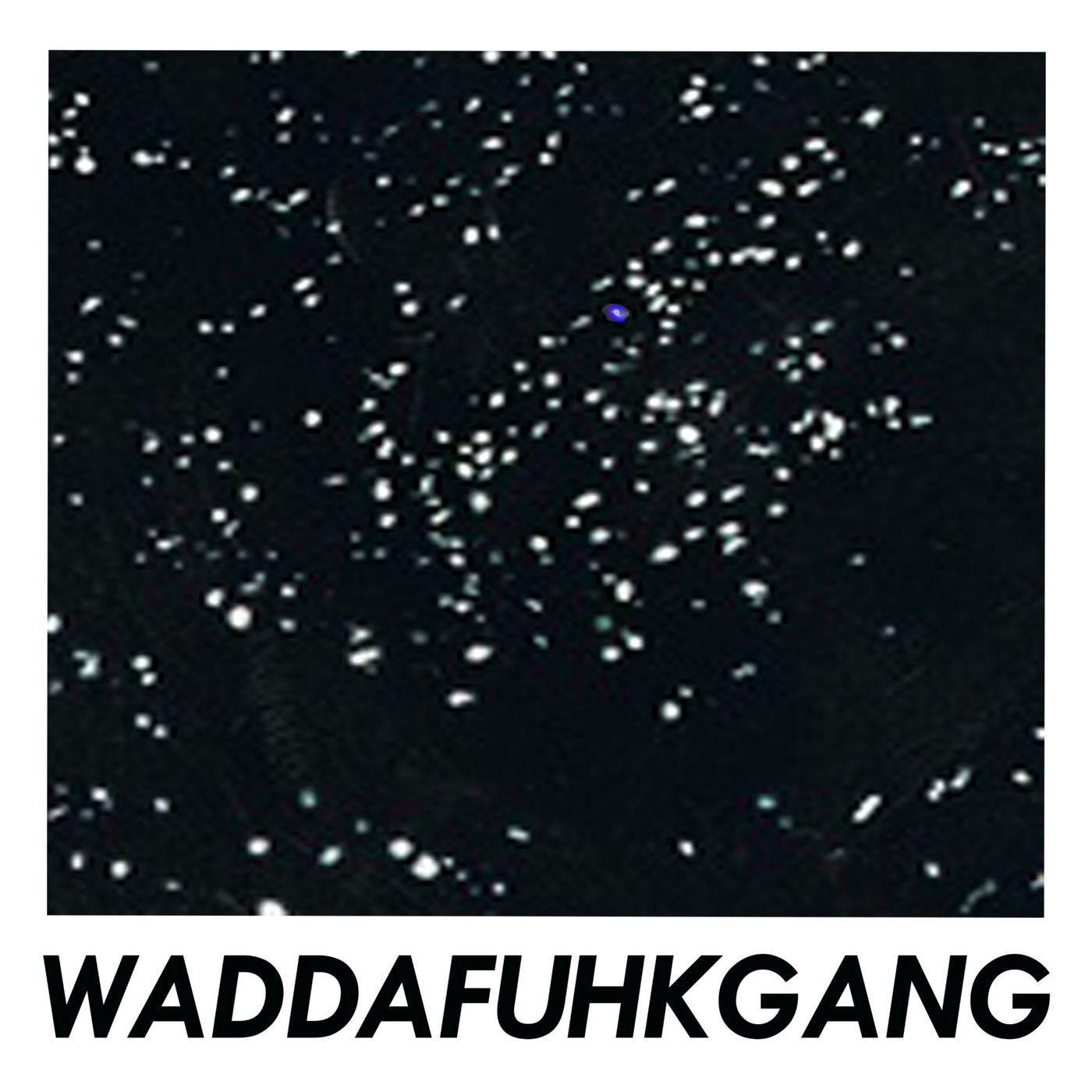 WaddafuhkgangFrequency