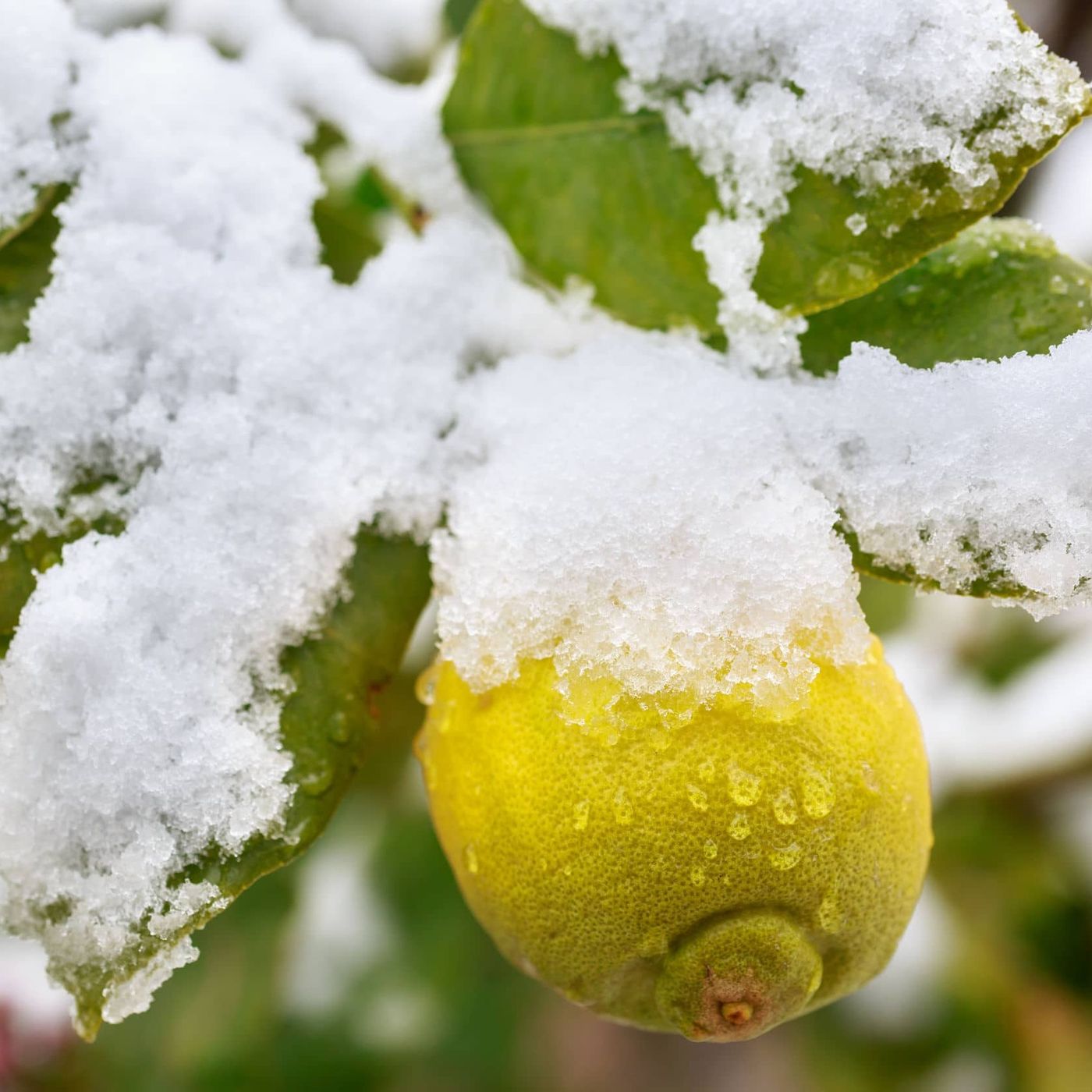 Frutta e verdura invernale