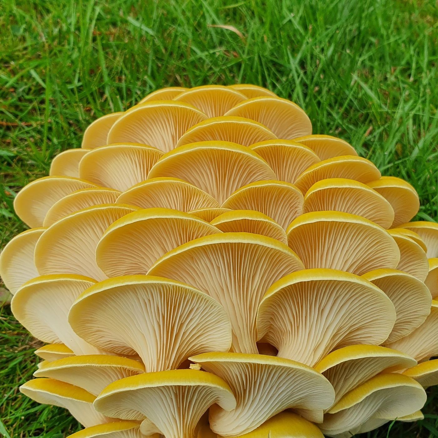 Cultivating Psychedelic Mushroom Spores