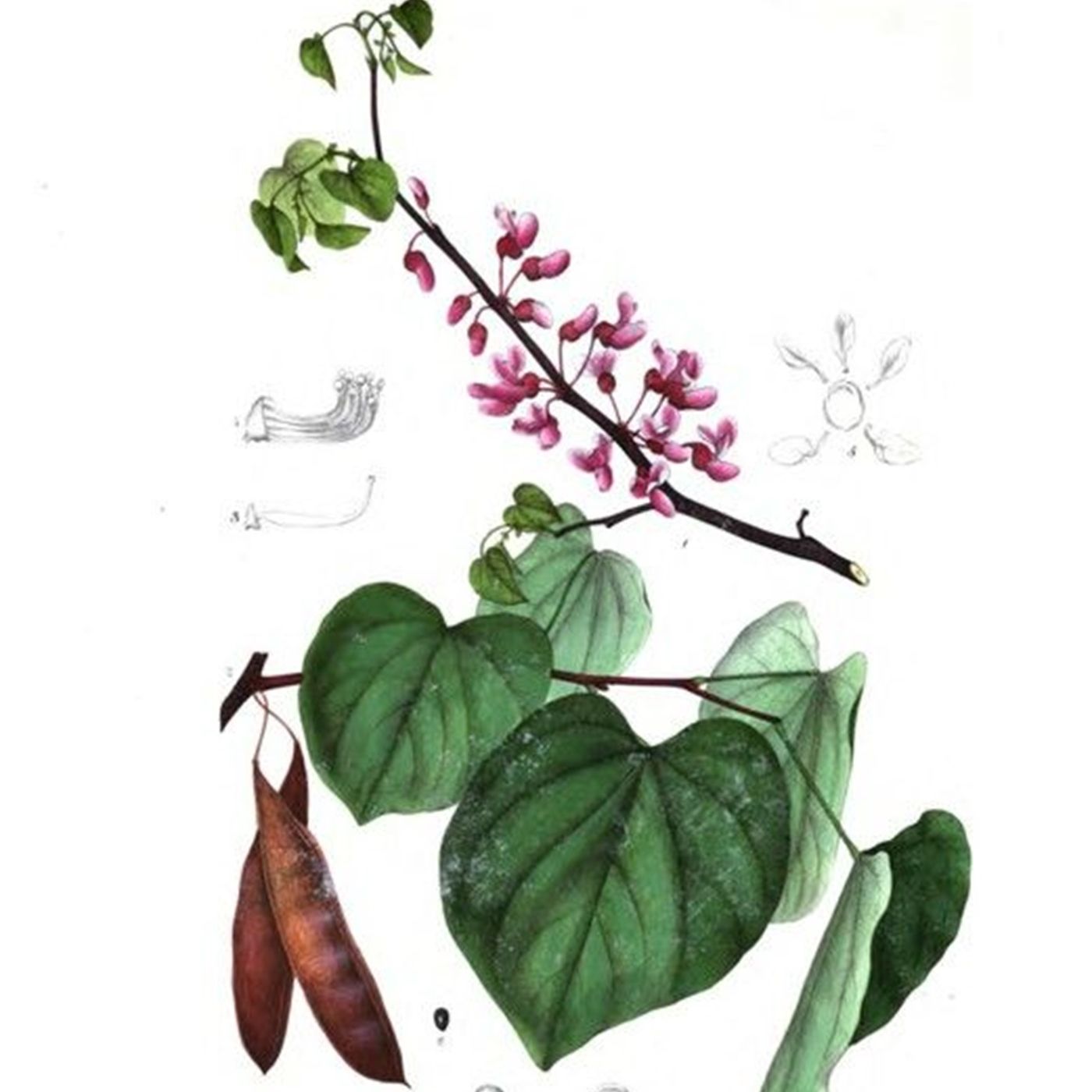 Southern Appalachian Herbs