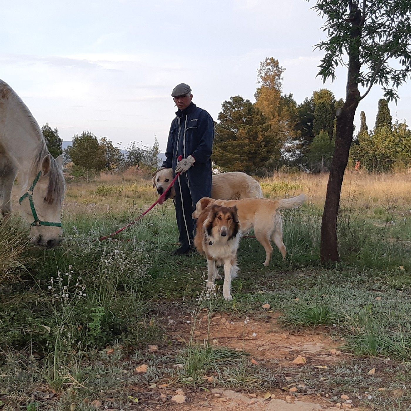 Pasión Por Los Caballos