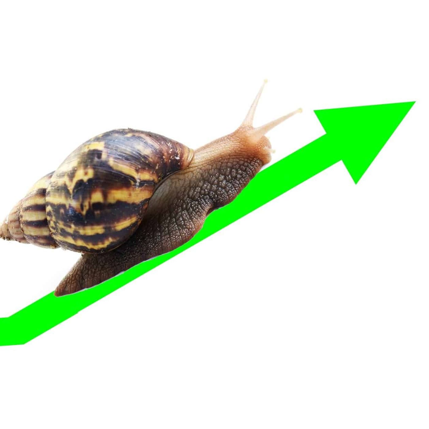 Turtle Road - Finanza e Investimenti