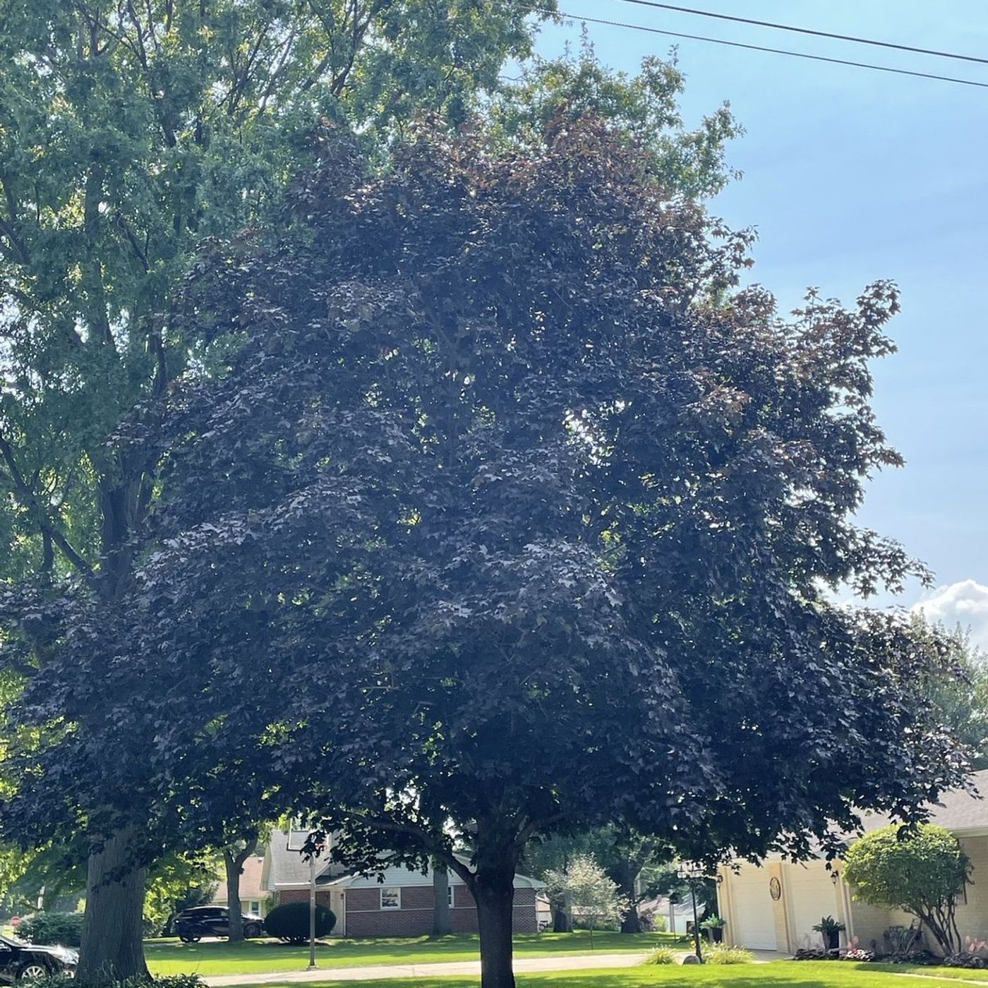 Spring Valley completes first tree inventory episode artwork