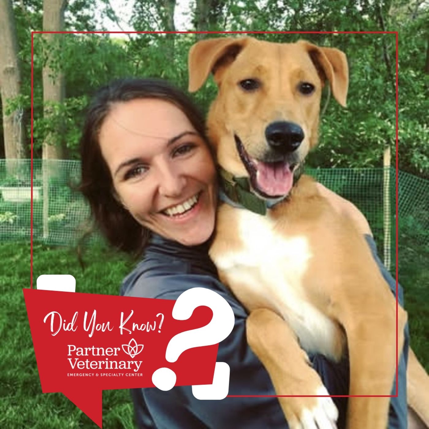 Can Acupuncture Help My Pet with Dr. Keri Levinson episode artwork
