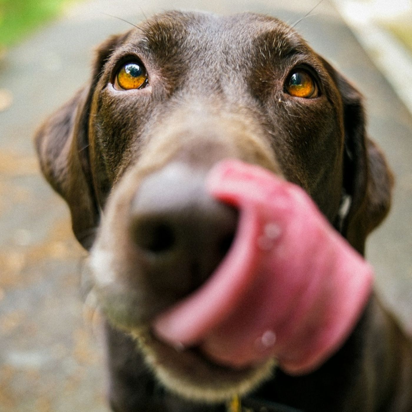 Pets, Camardo ("Focus"): «Osserviamoli per capirne la personalità»