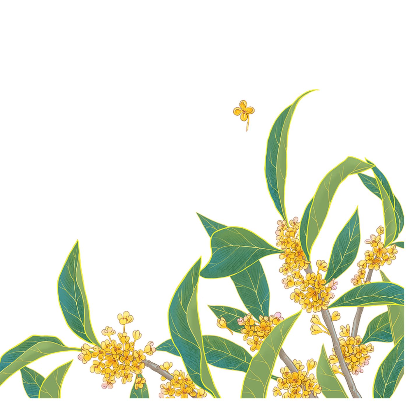 Osmanthus season! The market is in full bloom.