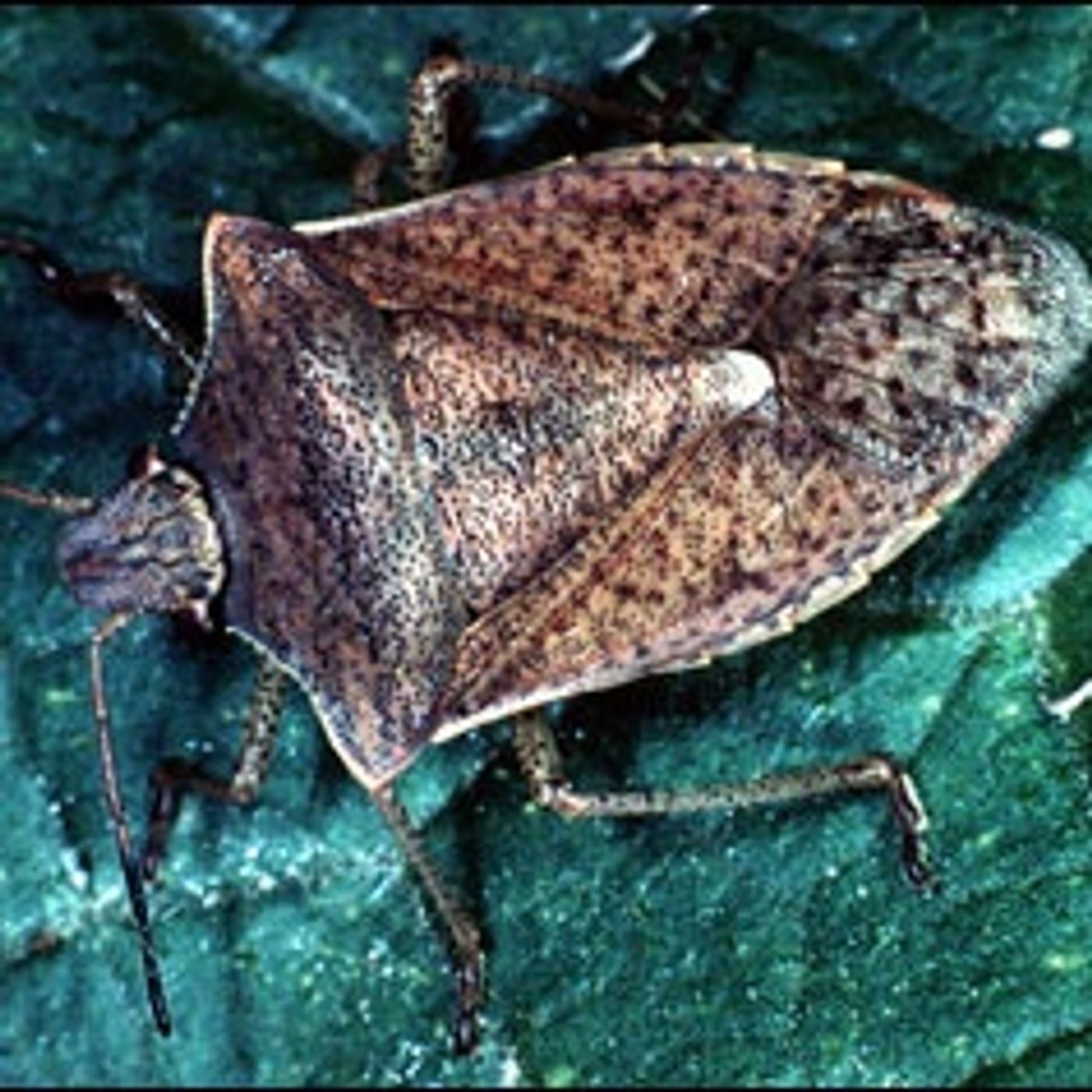 Stink Bugs, John Tooker, Penn State episode artwork