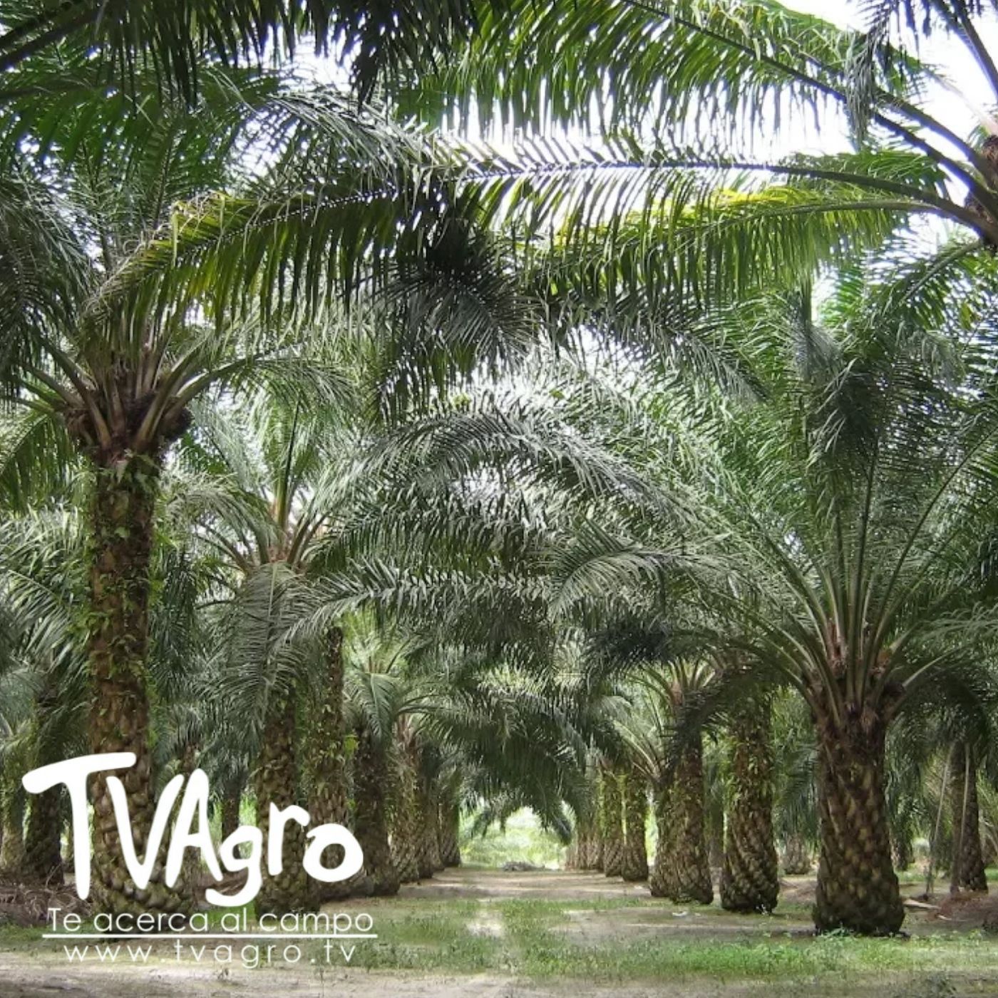 TV AGRO
