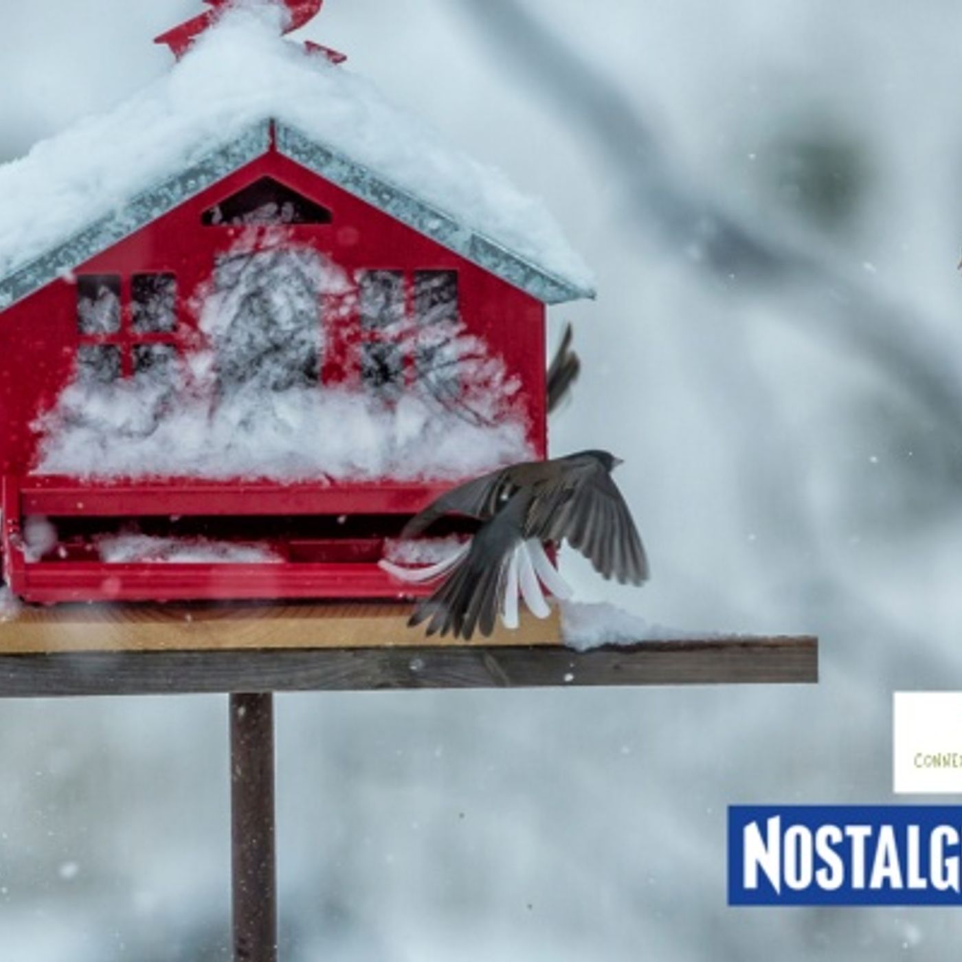 Connexion Nature : Le plaisir de nourrir les oiseaux en hiver