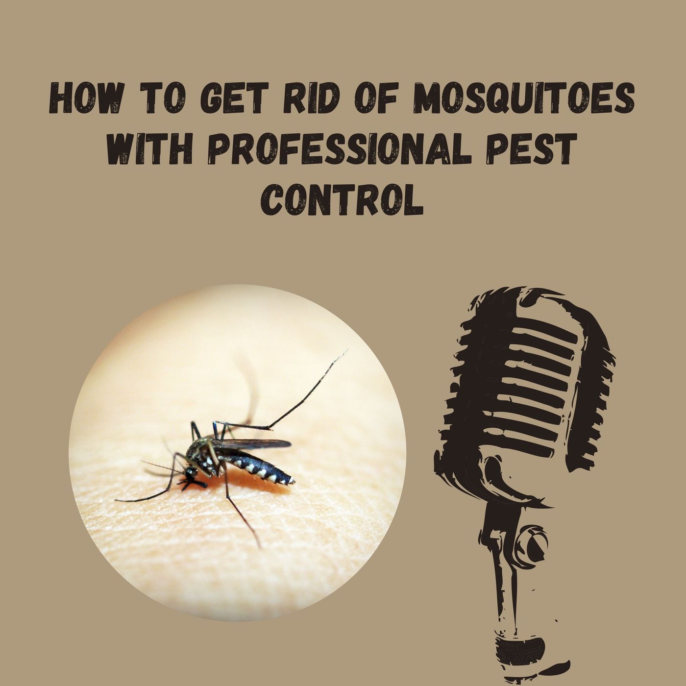 How to Get Rid of Mosquitoes with Professional Pest Control episode artwork