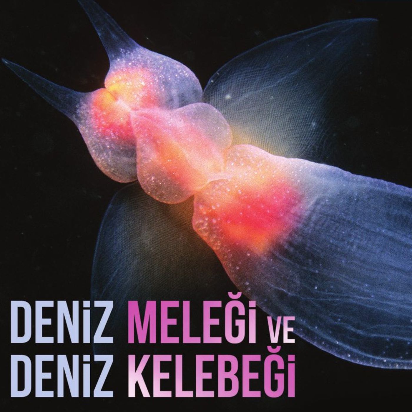 Deniz Meleği ve Deniz Kelebeği episode artwork