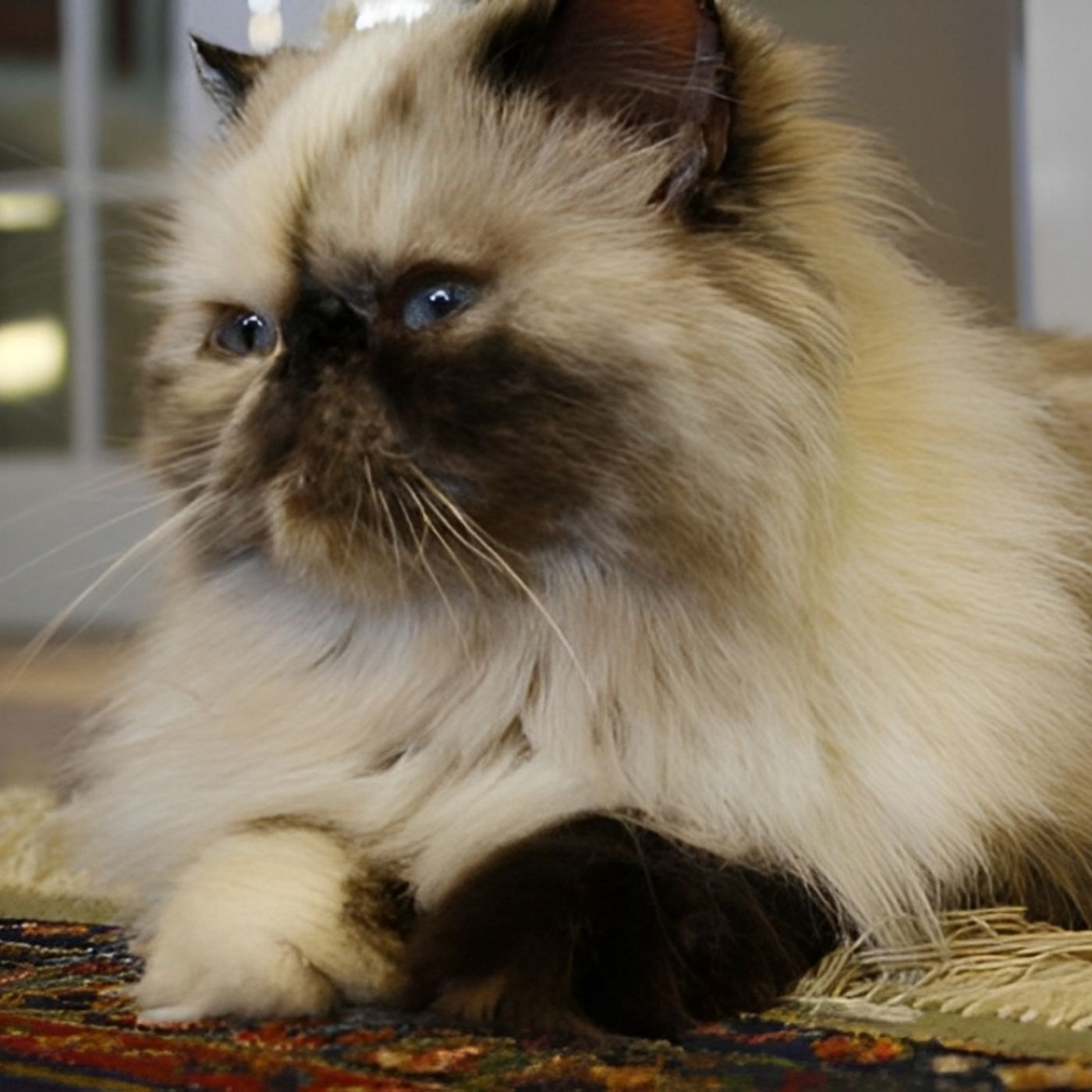 Andrei V. Khatchatourov