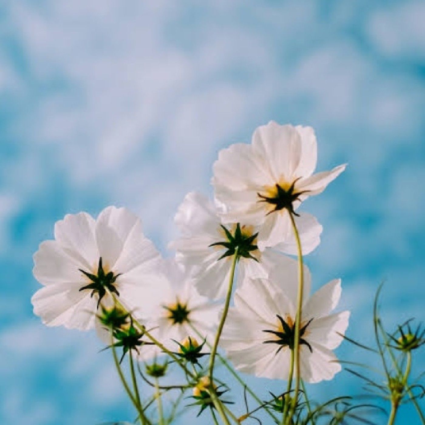 Joliya Talks cover art