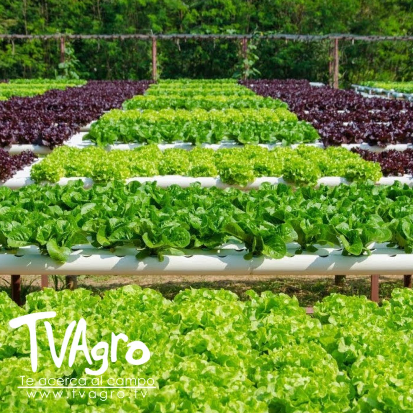 TV AGRO
