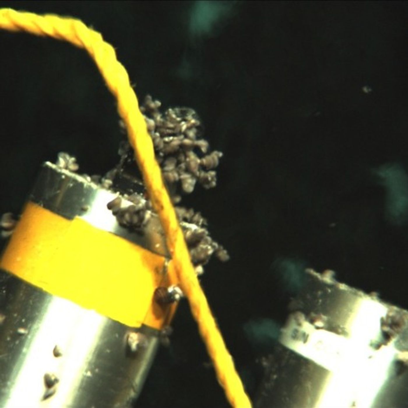 Deep-Sea Stowaways Get Leg Up from Scientists episode artwork