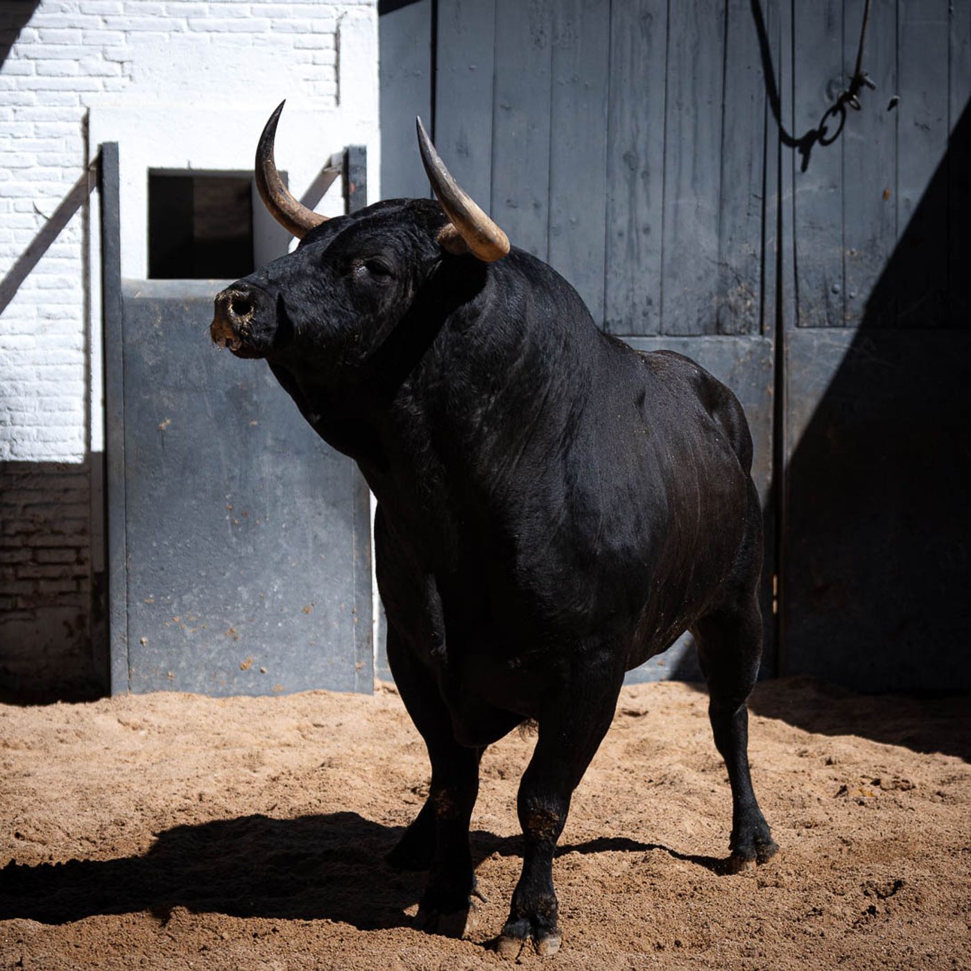 Al Alimón: Toros de Dolores Aguirre y tres especialistas, la corrida para "aficionados exigentes"