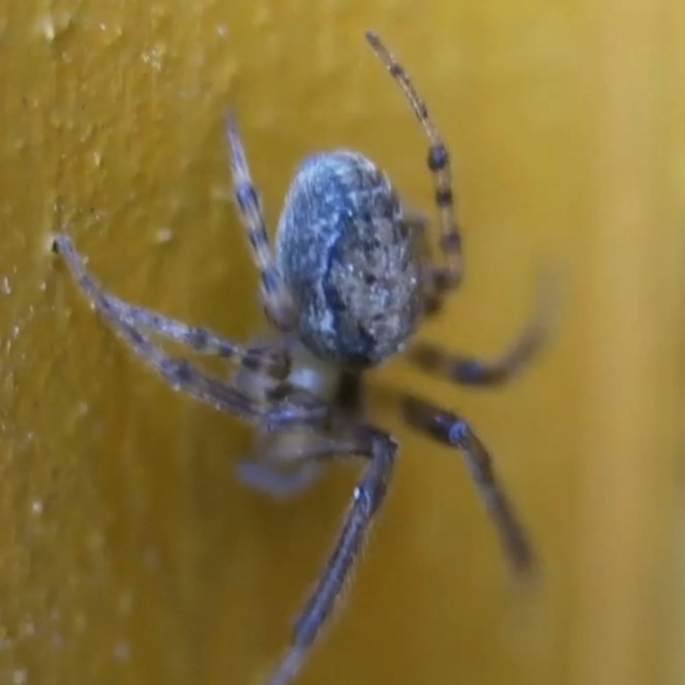 S54E4: Is It ‘Unnatural’ To Not Have A Phobia Of Any Sort
