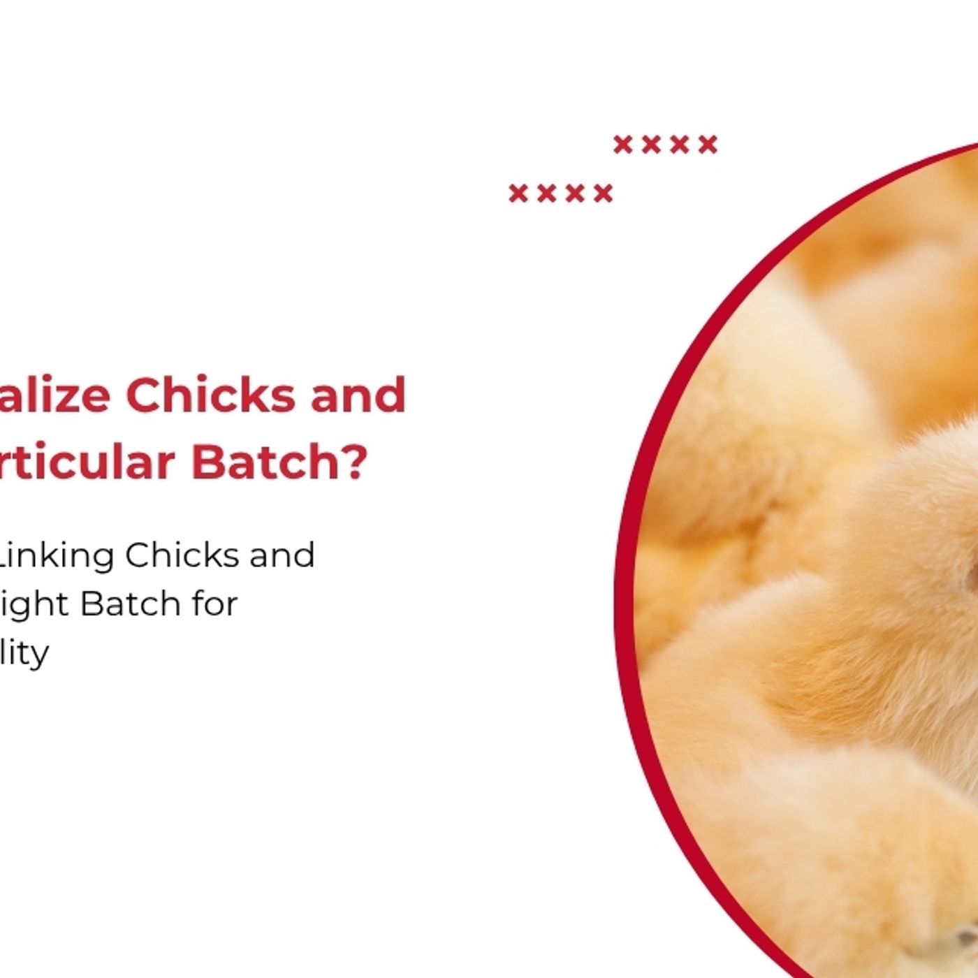 Batch by Batch: Maximizing Poultry Profi