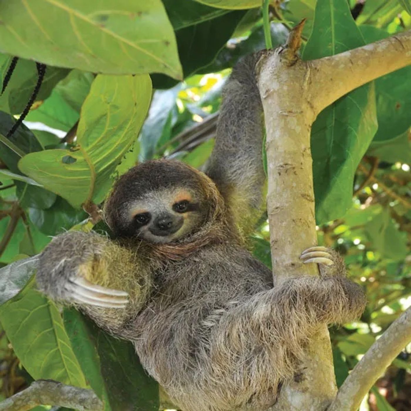 Episode 10 - Sloths episode artwork