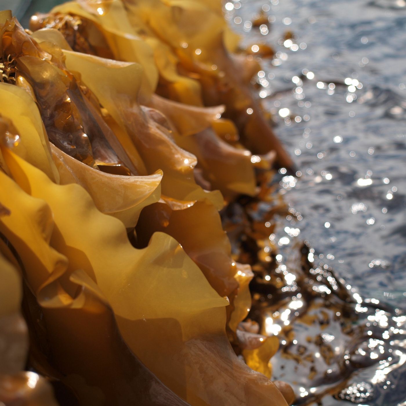 Spis havet - en madrevolution venter under vandoverfladen