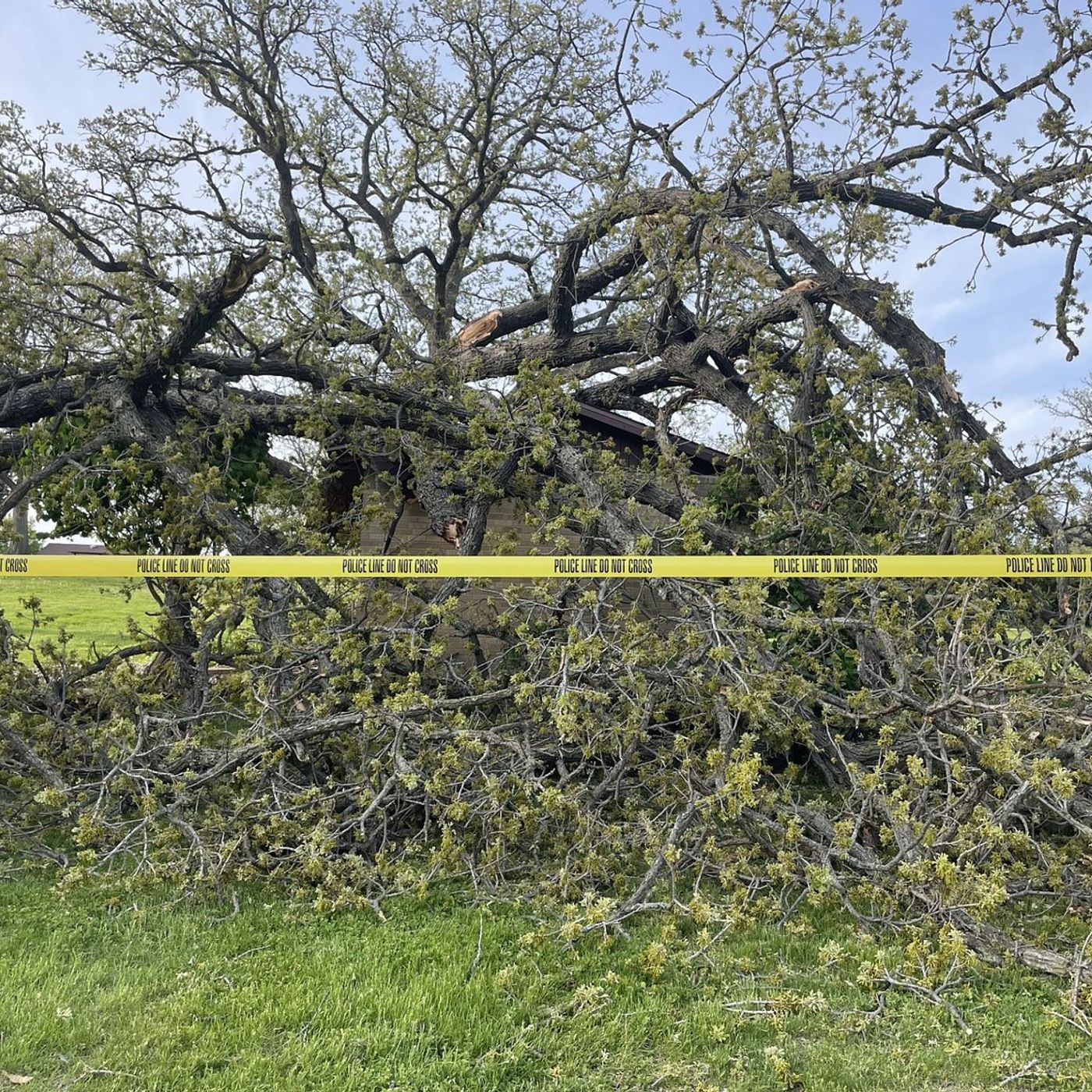 Peru to fix Centennial Park bathroom destroyed by tree episode artwork