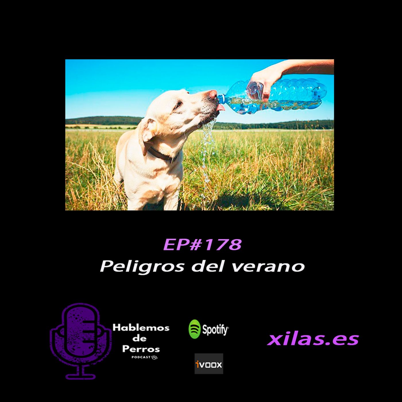 Hablemos de perros
