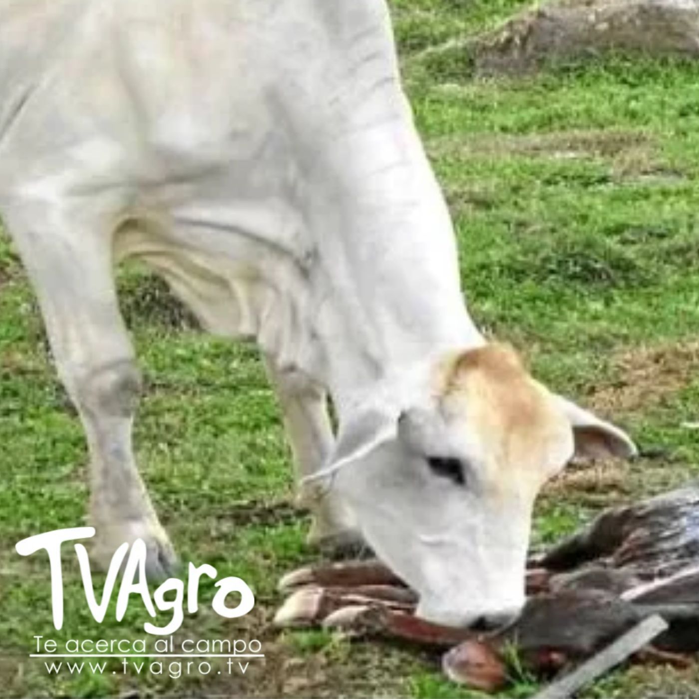 TV AGRO