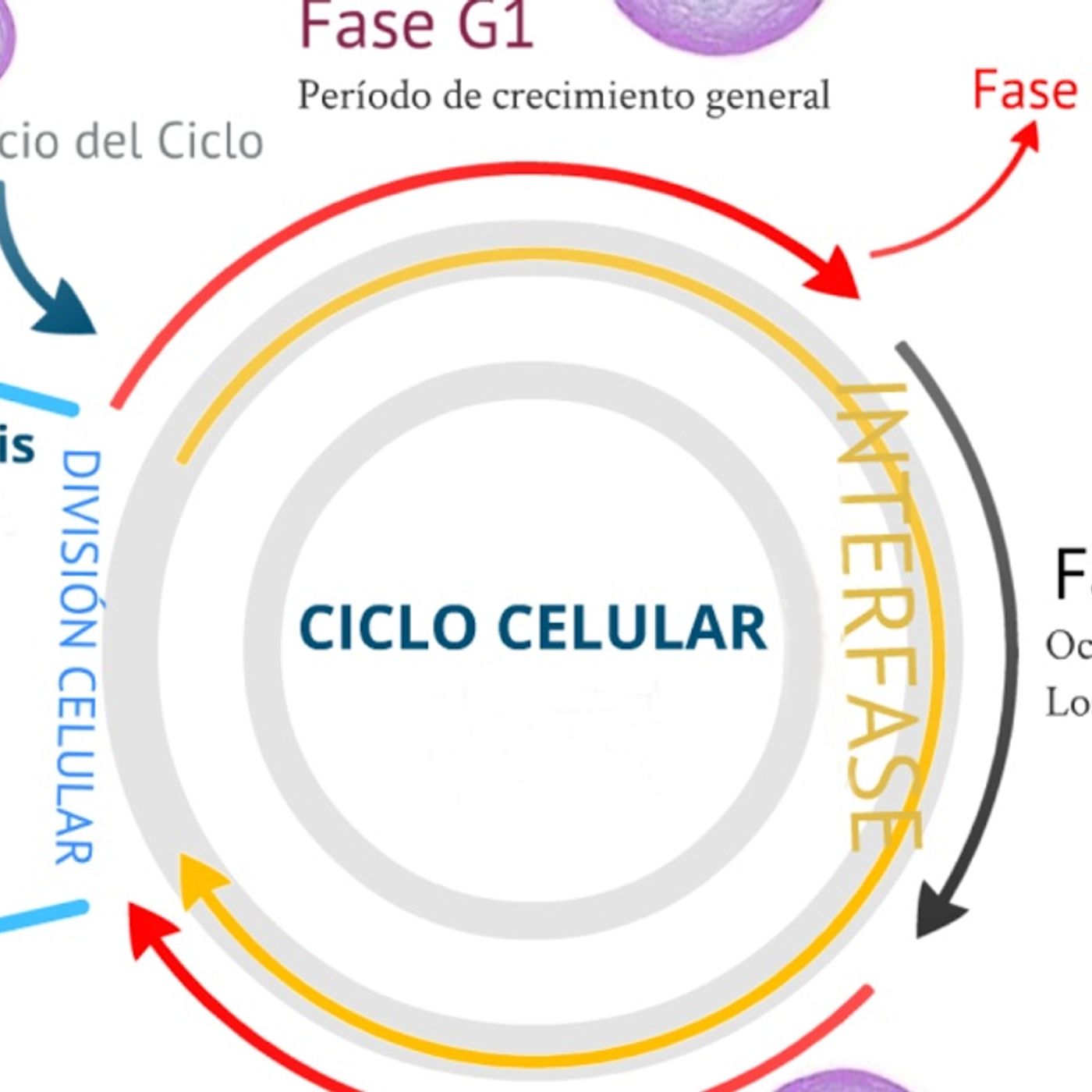 Mitosis thumbnail