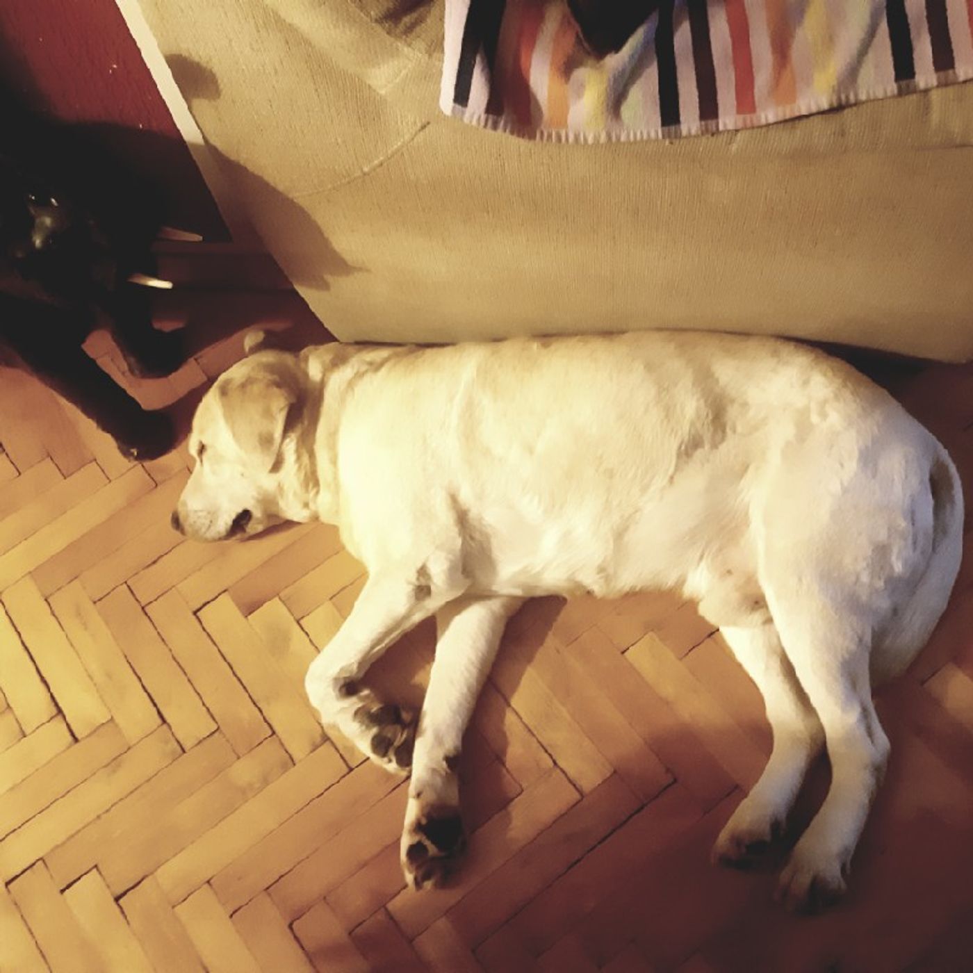 Bogovi humora